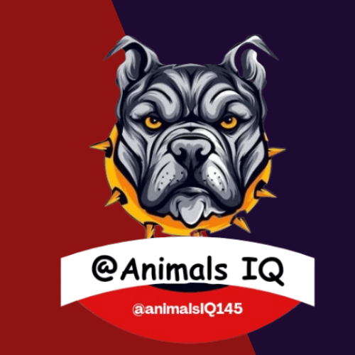 Animal transformation